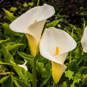 Zantedeschia Aethiopica, 2L