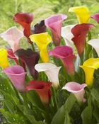 Zantedeschia Mix P12 H35cm