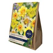 4 Months of Daffodils Collection – 25 Bulbs image