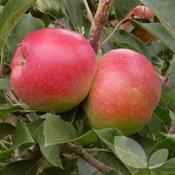 Malus d. Beauty of Bath Apple Tree