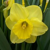 Narcissus Camelot 12 - 14 20KG