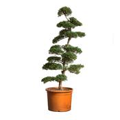Ilex Crenata Kinme Bonsai (Plantsize 80-100cm ) C18 Height 120cm