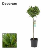 Laurus Nobilis P20/120 total/30 head