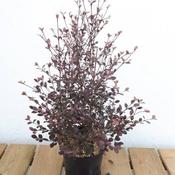 Lophomyrtus X Ralphii 'Red Dragon' 2L