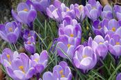 Crocus 'Grand Maitre' – Pack of 10 Bulbs