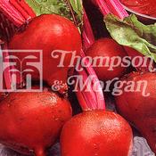 Beetroot Boltardy F2-J6