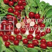 Radish Cherry Belle F2-A8