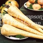 Parsnip Tender &amp; True F2-A4