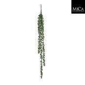 Senecio hanging green - l71xw5xh5cm image