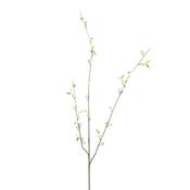 Blossom Bud Spray Cream 83Cm