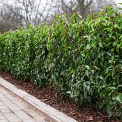Prunus lusitanica-Portuguese laurel