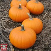 Pumpkin Baby Bear
