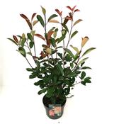Photinia × fraseri- Red Robin