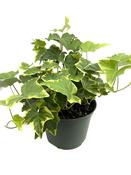 Hedera variegated Ivy | Houseplant