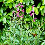 Smart Garden Gro-Stems (3pck)