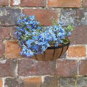 16in Saxon Wall Manger image