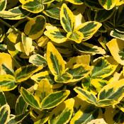 Euonymus for. Emerald n Gold 2L