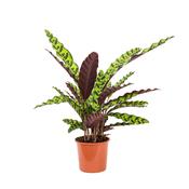 Calathea insignis(G4M) / P14 image