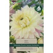 1 Dahlia Kiev