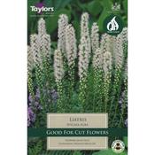 8 Liatris Alba 10-12