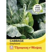 Cabbage Greyhound