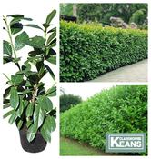 Prunus laur. 'Rotundifolia'- Cherry Laurel