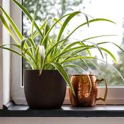 Chlorophytum com. 'Bonnie'