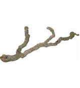 Trixie Cork Branch image