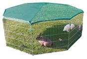 Trixie Rabbit  Run