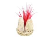 Rainbow Stone Plant 15Cm