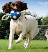 Dogtoy Image