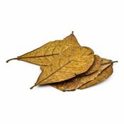 Betta Catappa Leaves Xl 25Pk