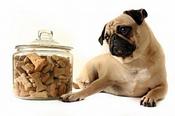 Dog Food Image