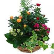 summer planted containers Galway
