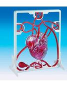 Pumping Heart Model image