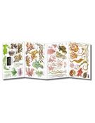 Common Seaweed Identification Key