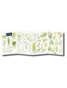 Playing Field Plants Identification Key