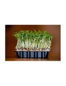 Cress Seeds. (Gardencress) Pk75g image