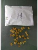 Broad Bean Seeds. Pk/25 image