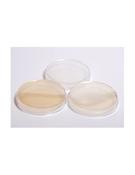 Starch Agar Plates. Pk/10 (Short Expiry Date) image