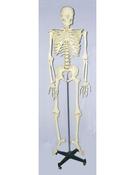 Model Skeleton with Frame, Life Size (Each)
