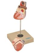 BIO/205 Model, Heart (Human) - 2 parts (Each)