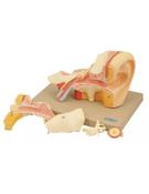 Model, Ear (Left), 4 times Full Size - 5 parts (Each)
