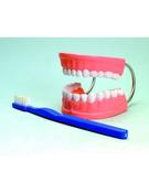 Model, Dental Care (Each)