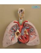 Model, Heart with Lungs &amp; Larynx (Each)