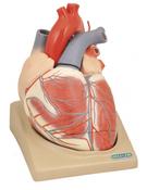Model, Heart (Extra Large) on Base - 4 parts (Each)
