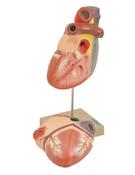 Model, Heart 3 times Natural size 2 parts