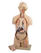 Model, Torso (Life-size), Interchangeable Sex Organs 15 parts (Each)