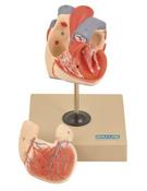 Model, Heart (Human) - 2 parts (Each)
