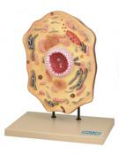 Model: Animal Cell 250mm (L) x 180mm (W) x 360mm (H)